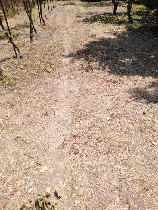 РАЗУМНИ ЦЕНИ ЗА почистване на дворове /дворни места/,