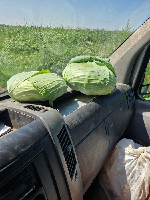 Varză plata si rotunda