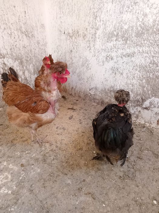 Gaini motate si golase