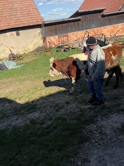Vaca Bălțata romaneasca