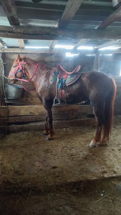 Продам жеребца 5 лет