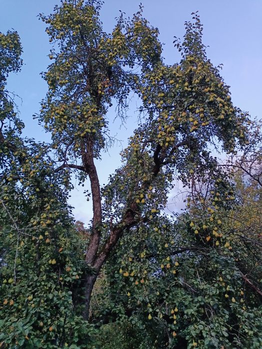 Pere pentru suc.
