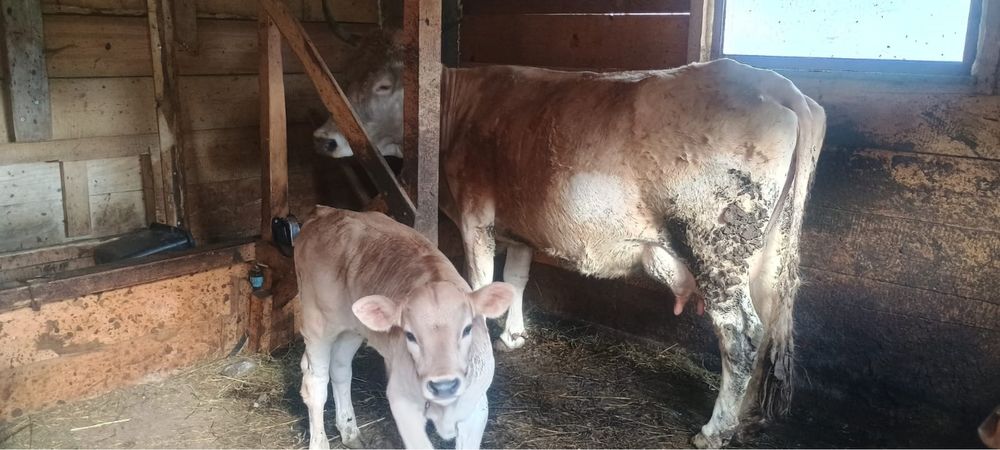 Vaca la a cincea fatare + vitel din 10 martie de vanzare