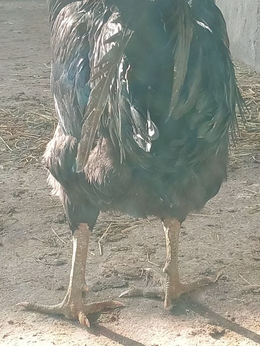 Yosh Horoz sotiladi 400 ming