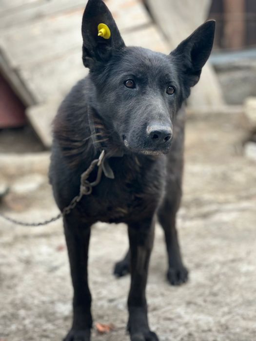 Немецкая овчарка