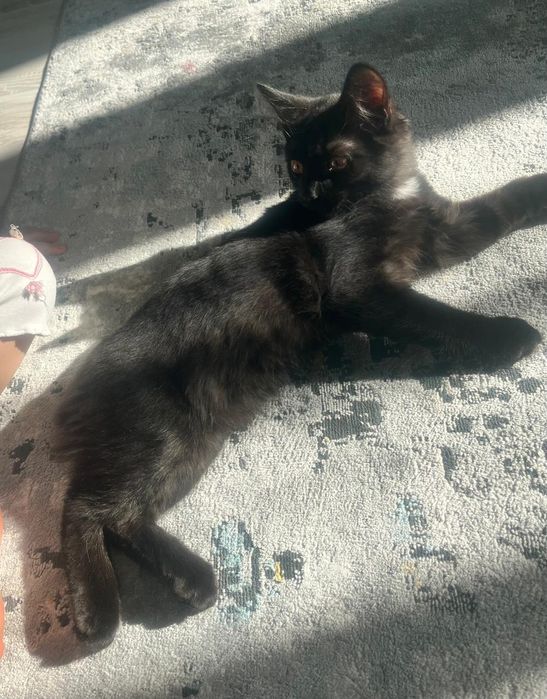 Котенок в добрые руки