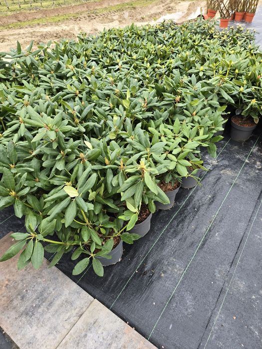 Vând Laur englezesc