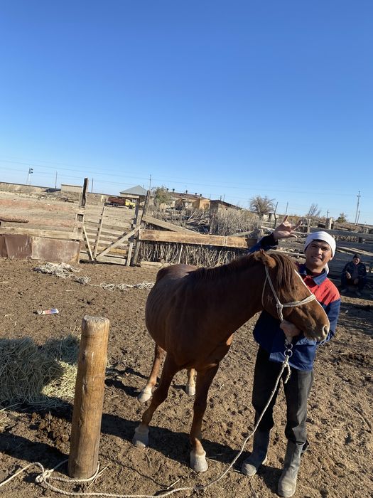 Арғымақтар