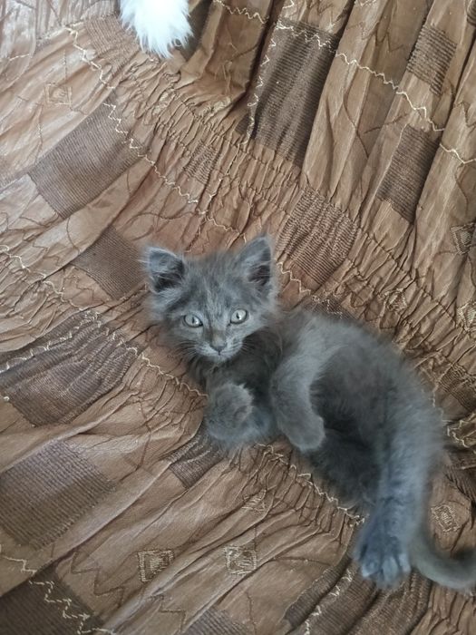 Отдам котенка мальчика