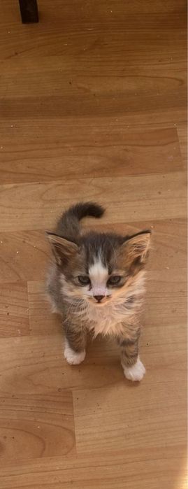 Отдам бесплатно котят