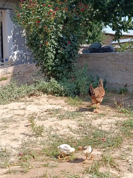 Tovuq sotiladi 10 ta jojasi bilan