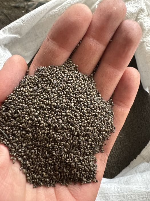 Семена люцерна СЕМИРЕЧНЫЙ сорт. Магниченный