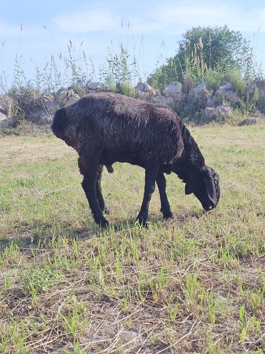 Qochqor sotiladi
