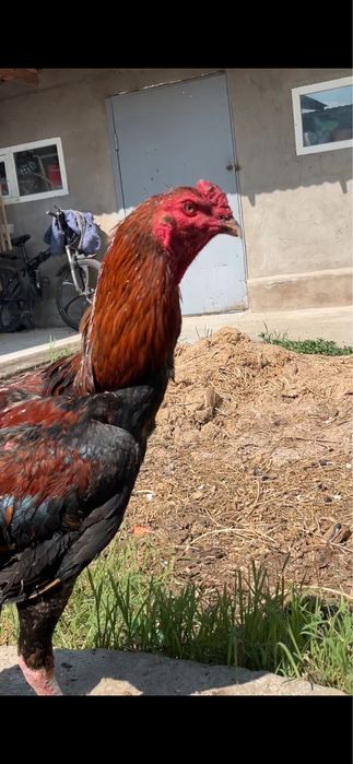 Сентябрскии петушок продаётся