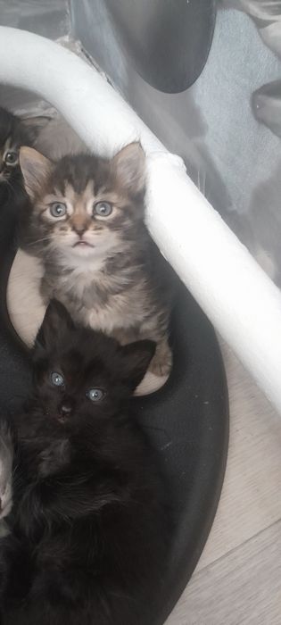Кому надо  котят
