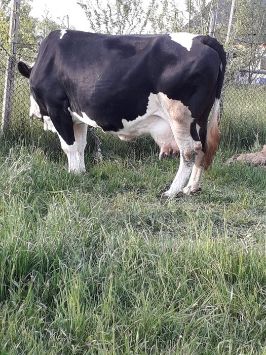 Vând 2 vaci bune de lapte
