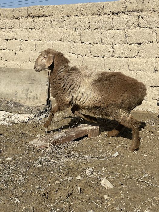 Арашан токты кошкар СОМ