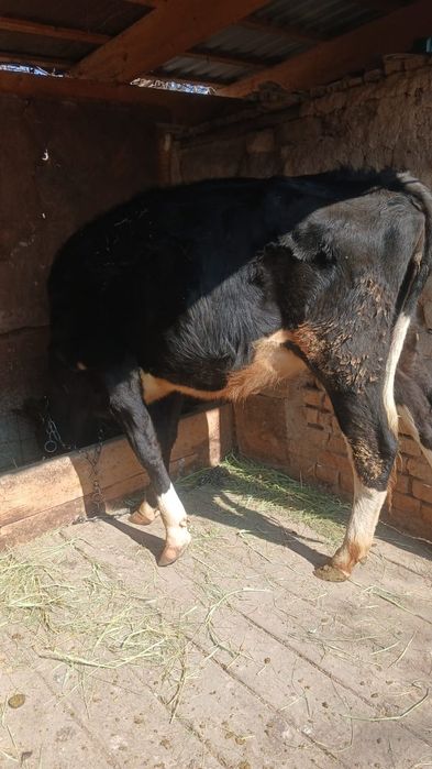 Продам      корову