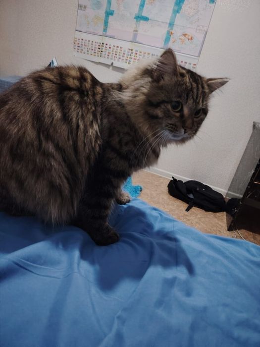 Котик пропал, ищут его