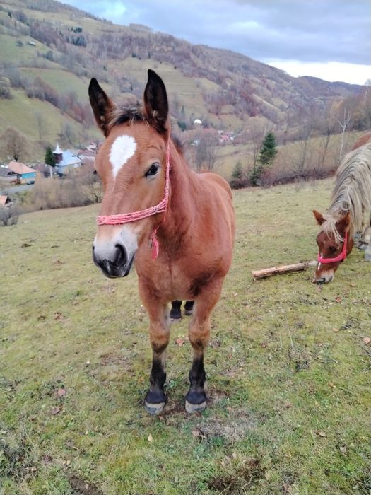 Vând mânză de 7 luni