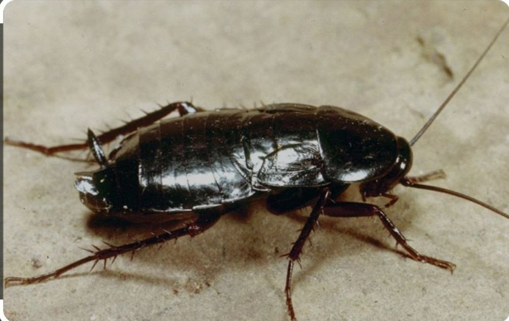 Клапа таракан пашша дори klapa tarakan passha dori