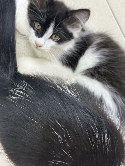 Котята с доставкой