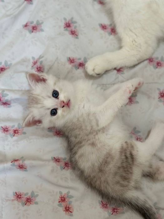 мушукчалар сотилади, котята, чистокровная fold, britanski shinshilla