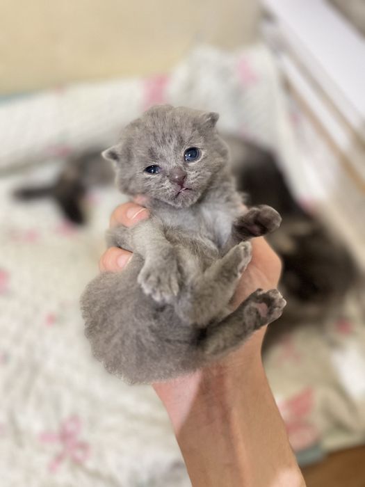 Шотлански висалухий