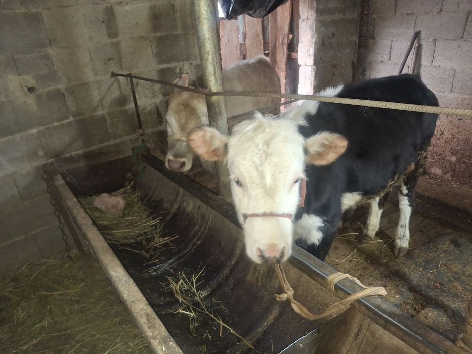 телочки и бычок 1