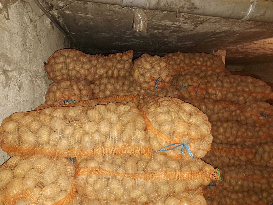 Cartof belaroza și captiva