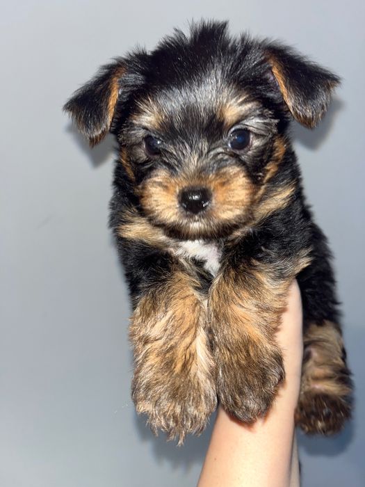 Сладък мъж Йорки