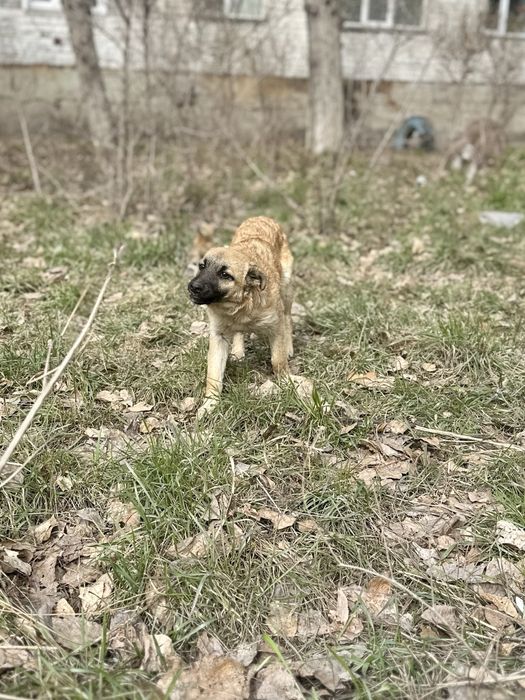 ИЩЕТ ДОМ. Девочка, 5 месяцев