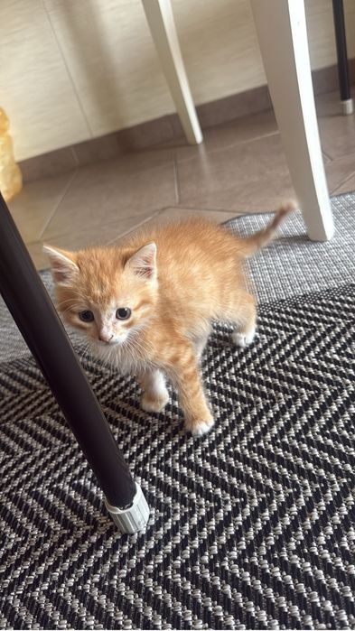 Котенок 1,5 месяца