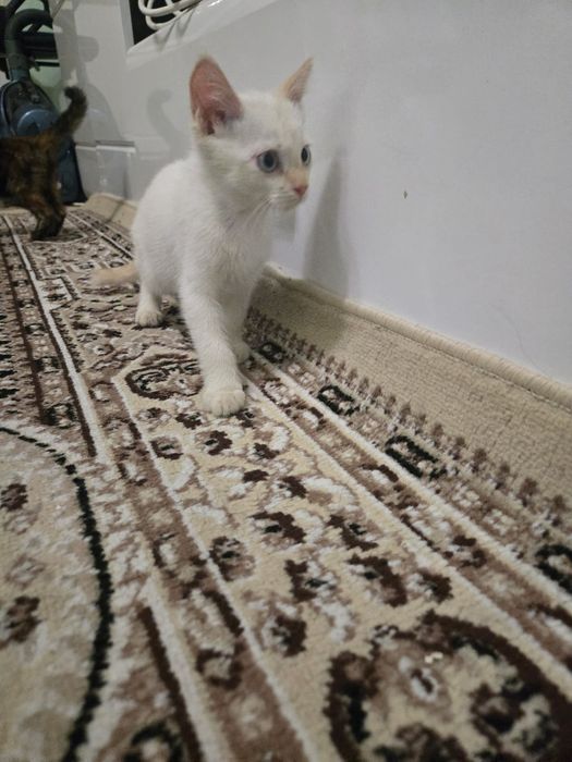 чудесные милые котята