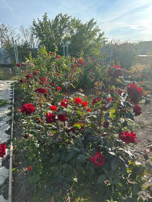 Продается дача (11 соток)