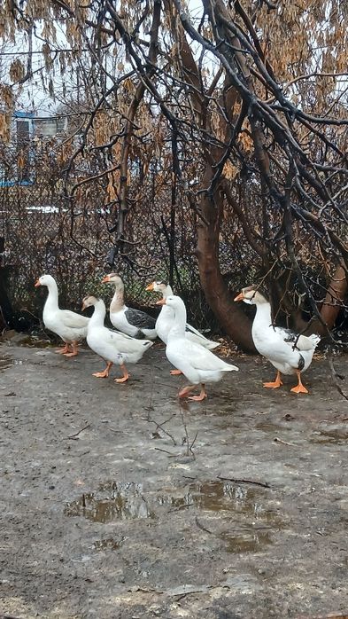 Продам гусей на выбор