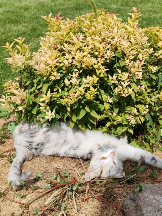 Отдам котёнка 4 месяца