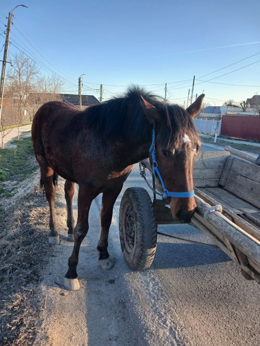 Vand cârlan 10 luni