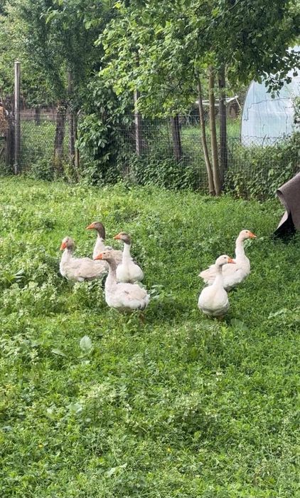 Gâște de vanzare 4 Gâște si un gascan