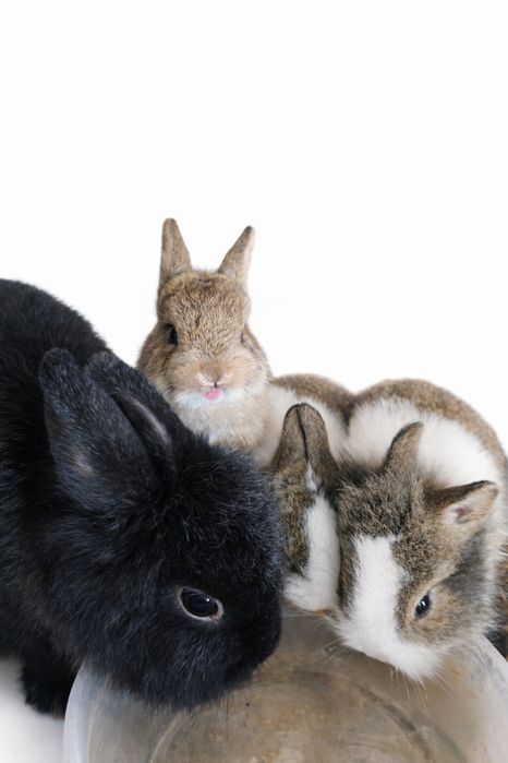 Декоративни зайчета