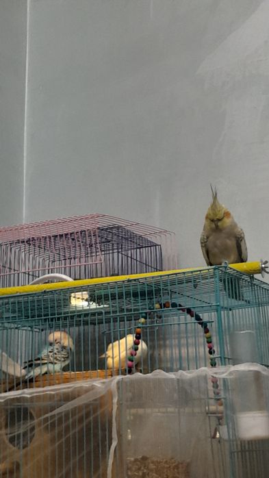 Папугай с клеткой