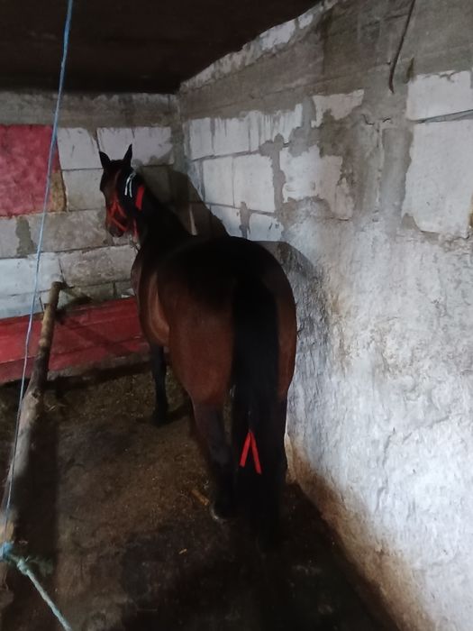 Iapa trăpașă de garanție