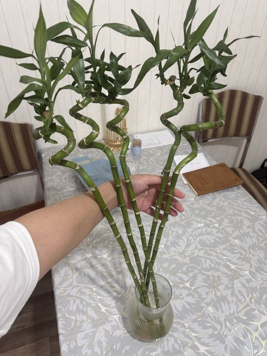 Бамбук цветы на воде.