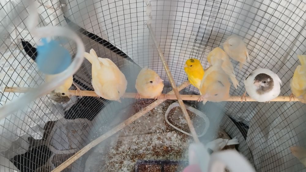 Продаются птицы канарейки молодые , детёныши мозаик..