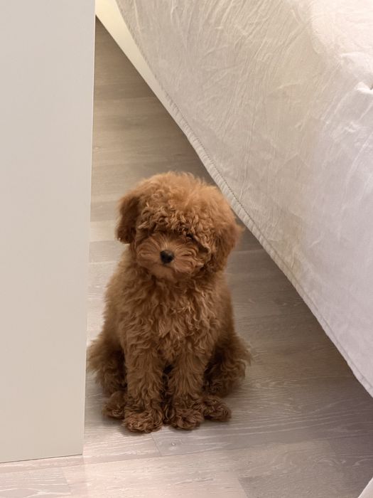 щенок Той-пуделя, девочка