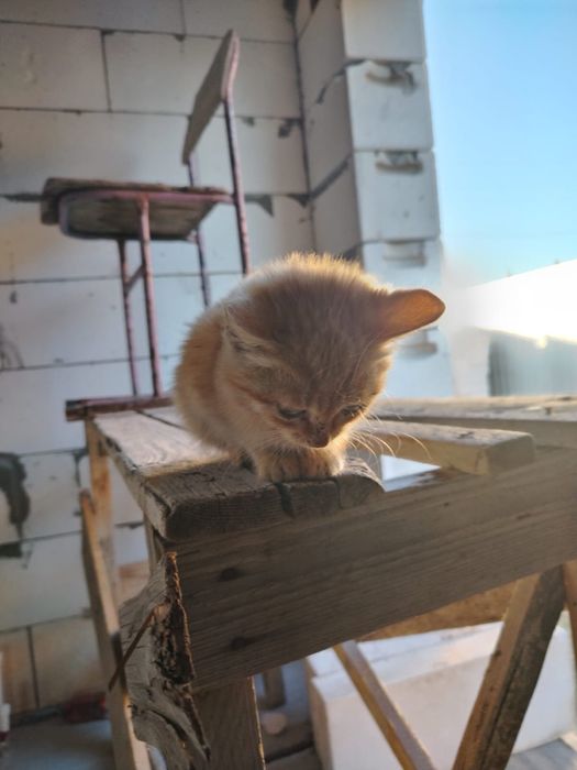 Отдам даром котенка