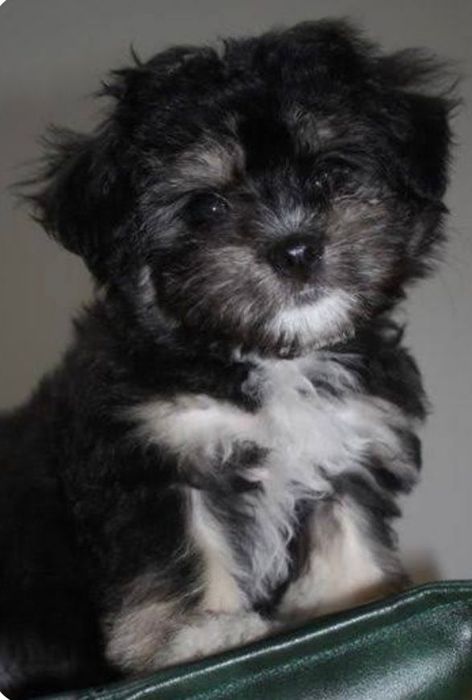 Bichon havanez baietel 750 lei
