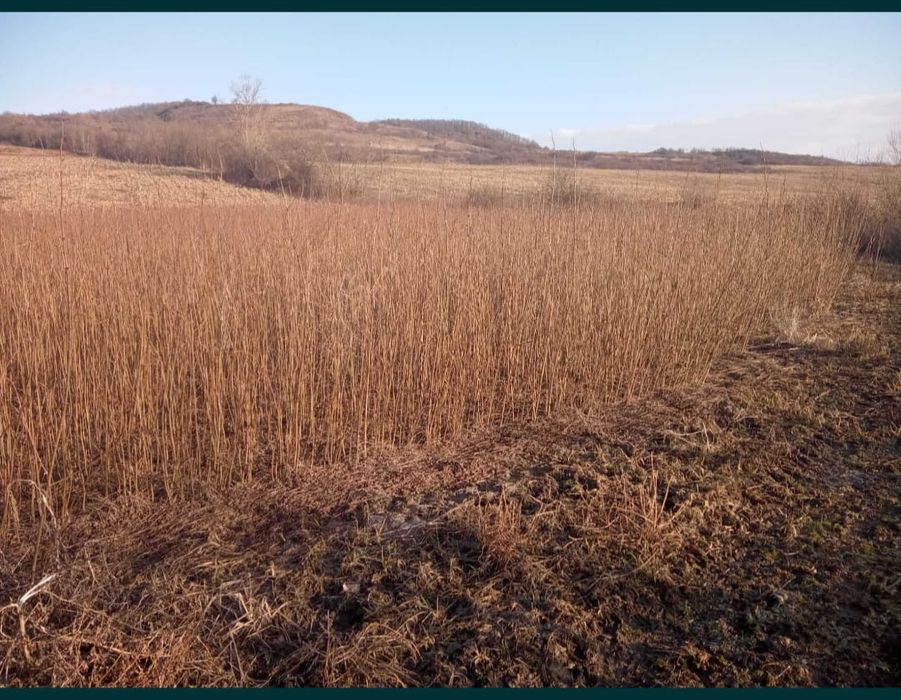 Puieti de salcâm sămânța certificata prindere sută la sută