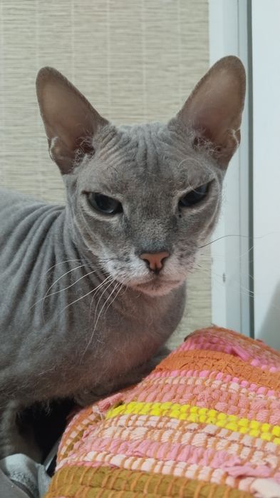 Передержка кошек