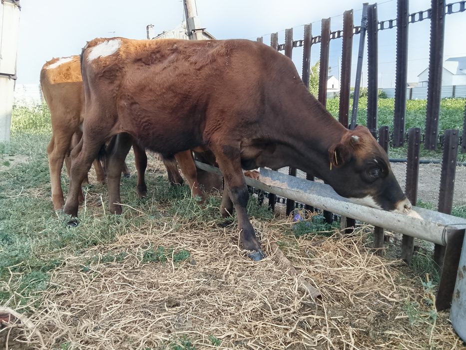 Продам коров телят